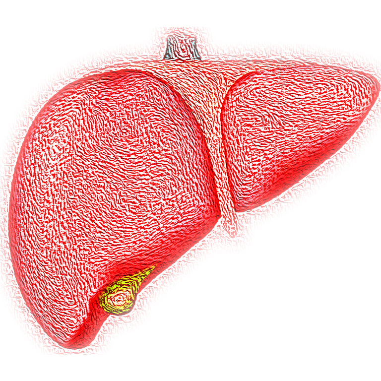 Scientists Use a Technique To Regrow and Fix Damaged Liver From LabGrown Cells; First in the